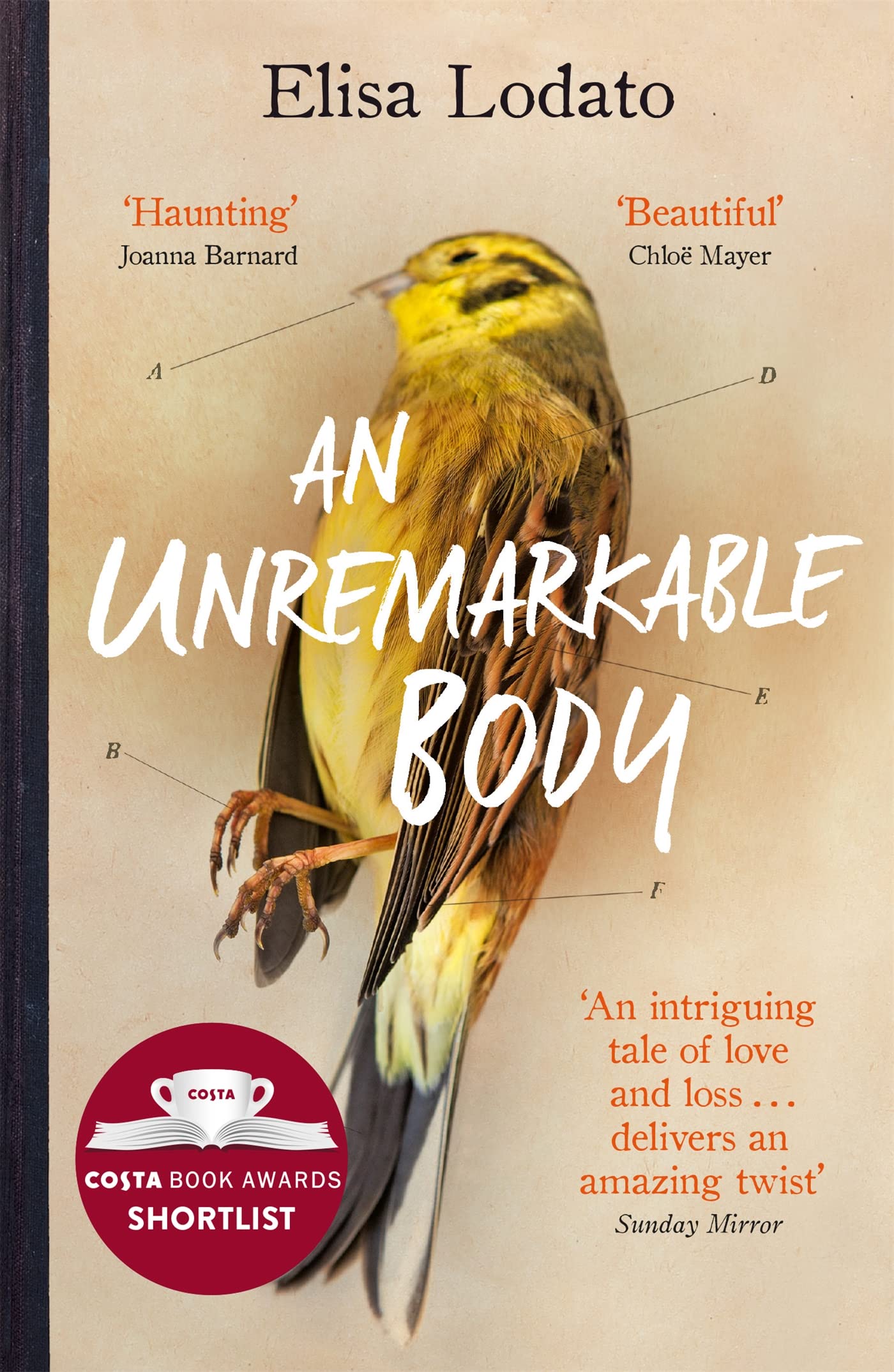 Product Image: An Unremarkable Body