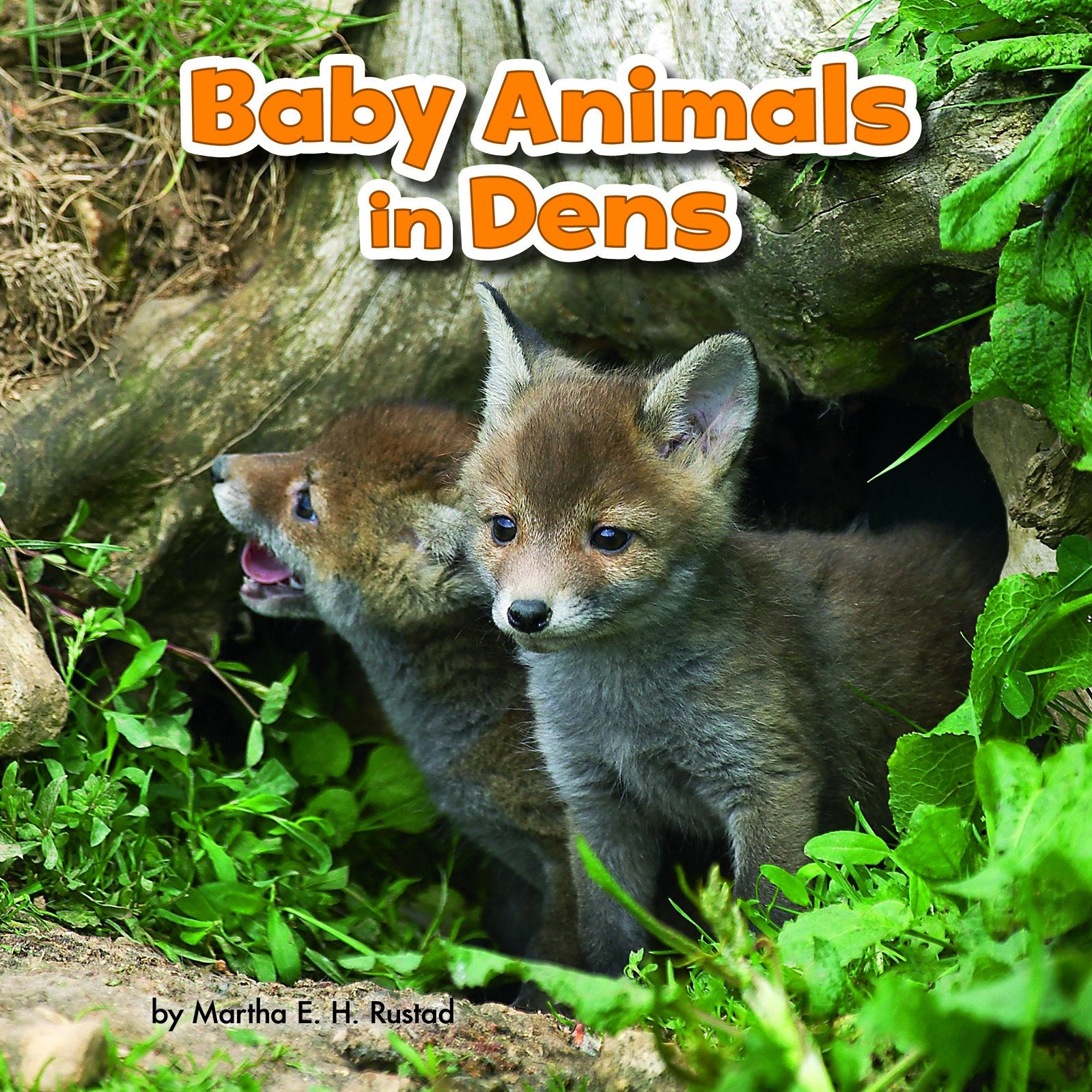 Baby Animals in Dens (Baby Animals and Their Homes) Non-fiction