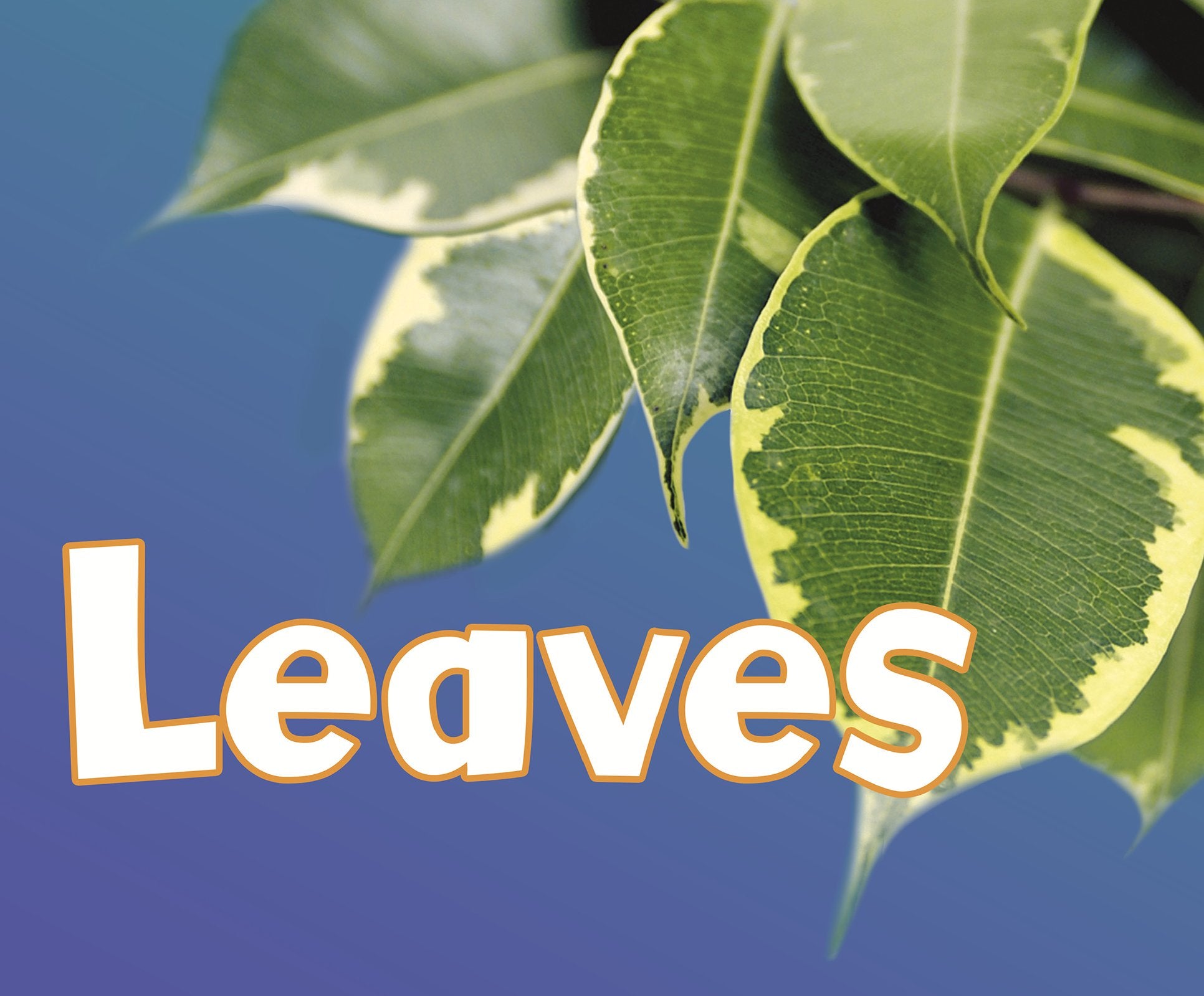 Leaves (Parts of Plants) Study Guides