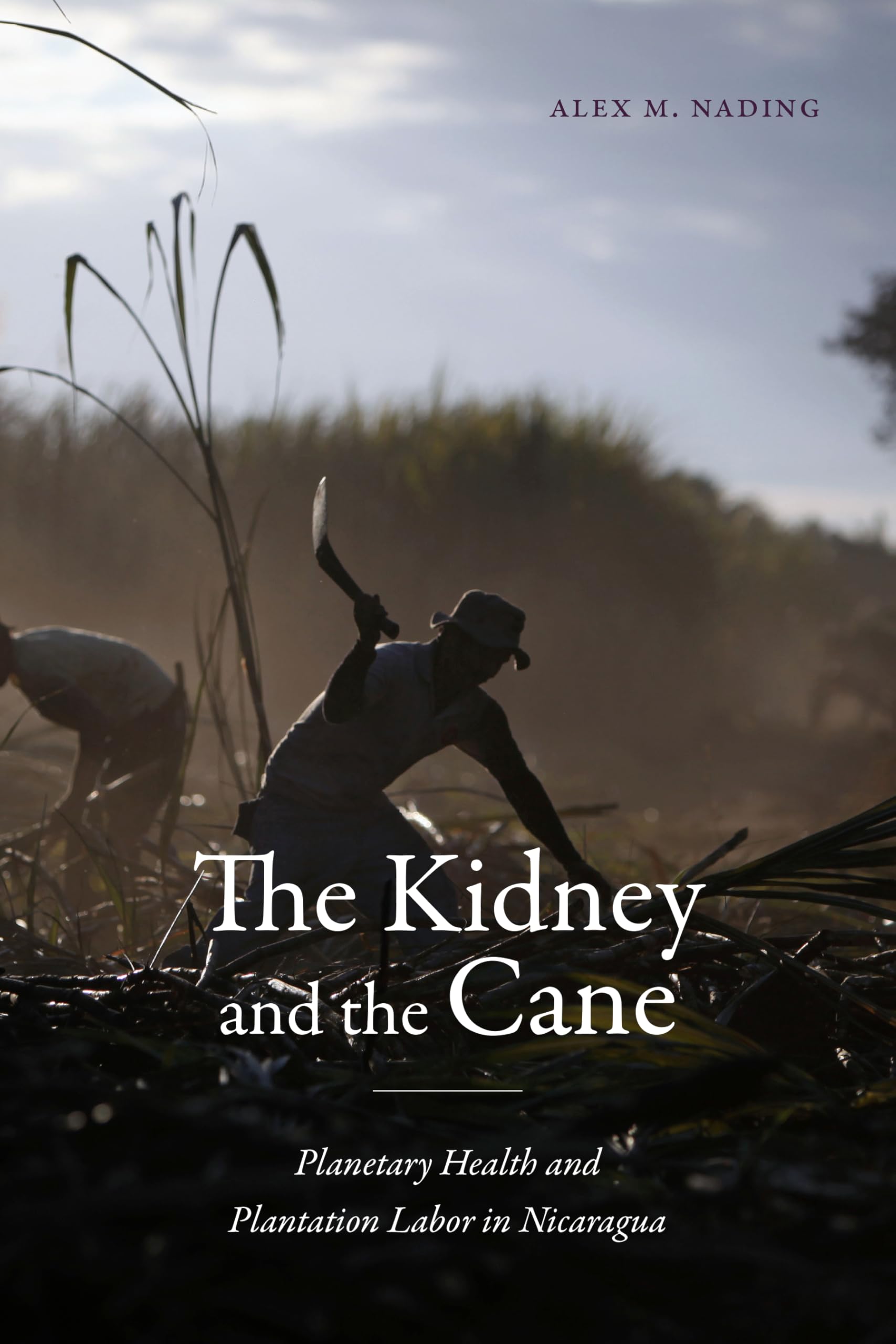 The Kidney and the Cane Law