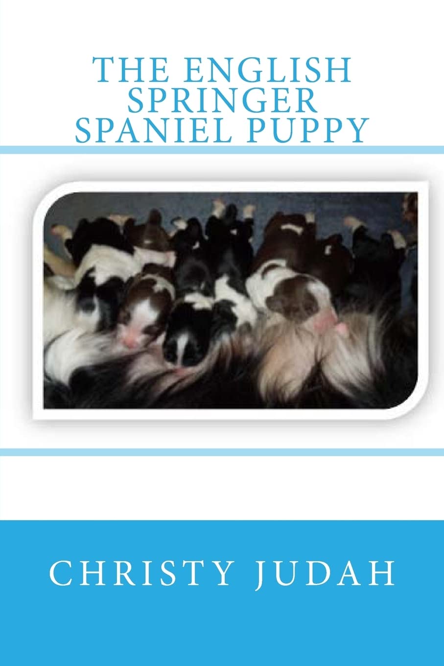 The English Springer Spaniel Puppy Pets