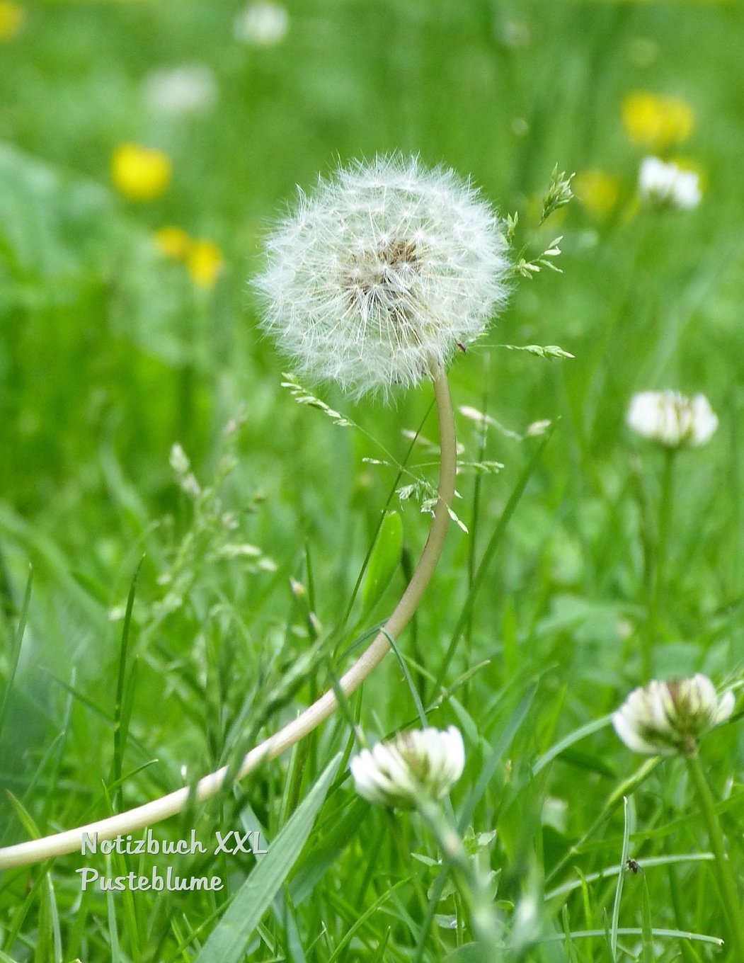 Notizbuch XXL Pusteblume: Format Letter (ca. A4), kariert auf weissem Papier, 100 Seiten Books