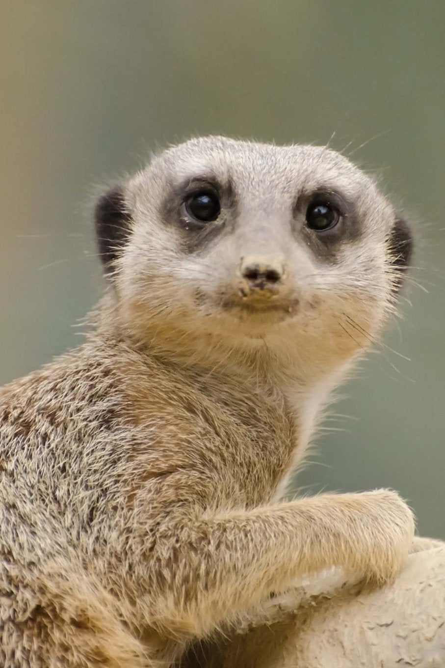 Cute Animal Journal #11: Meerkat (blank pages): 200 Page Journal Hobbies & Crafts