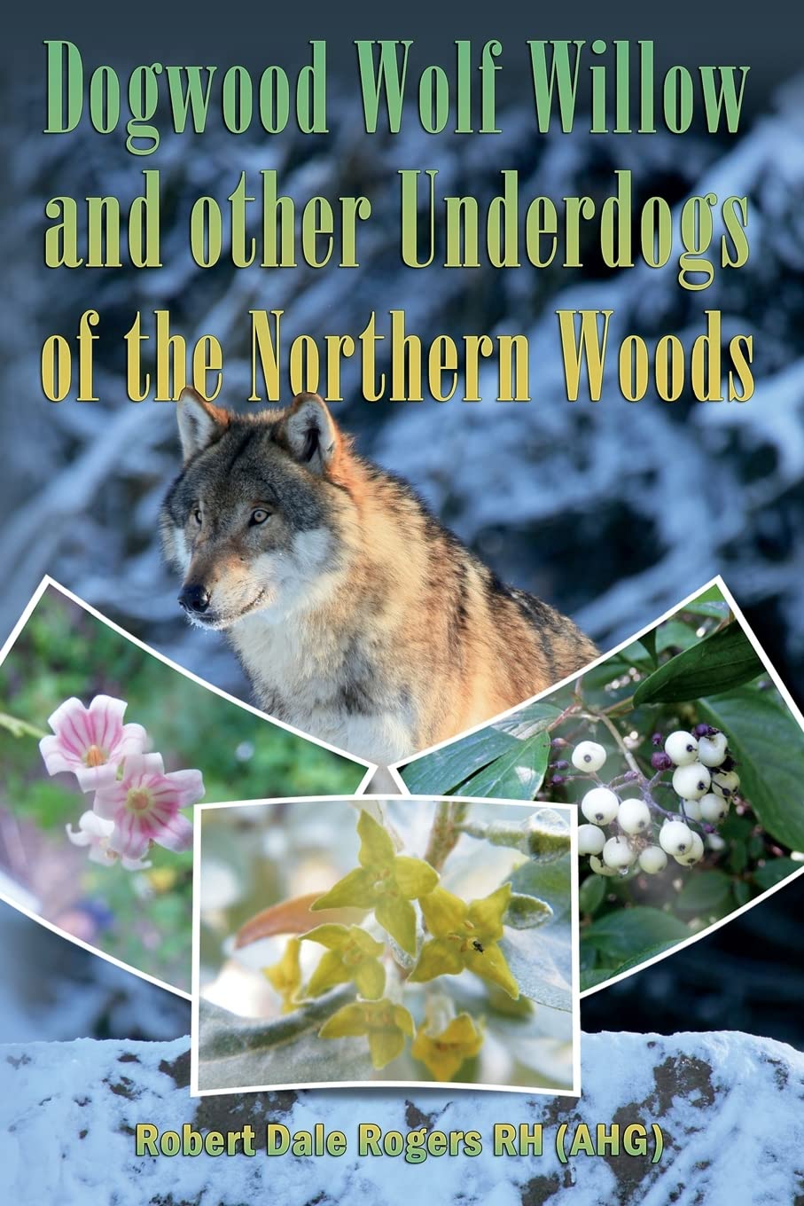Dogwood, Wolf Willow and other Underdogs of the Northern Woods Health, Nutrition & Fitness