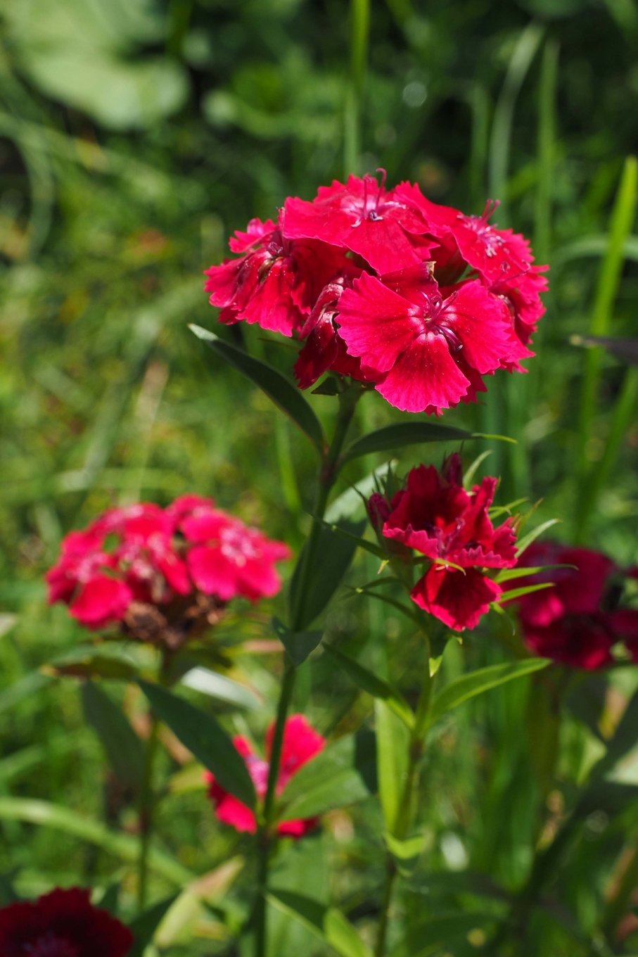 Product Image: Flower Journal #6: Carnations (lined pages): 200 Page Journal