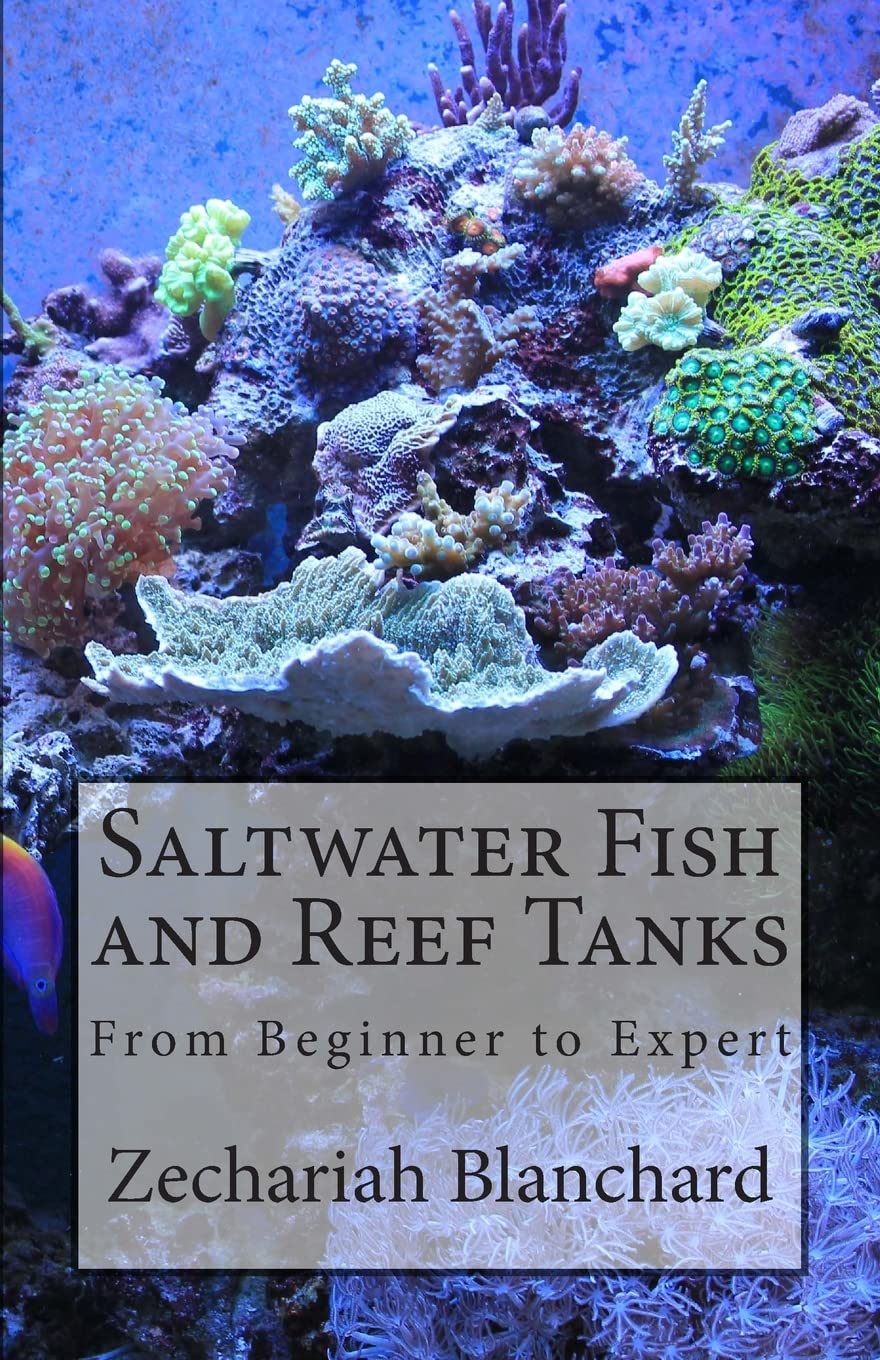 Saltwater Fish and Reef Tanks: From Beginner to Expert Pets