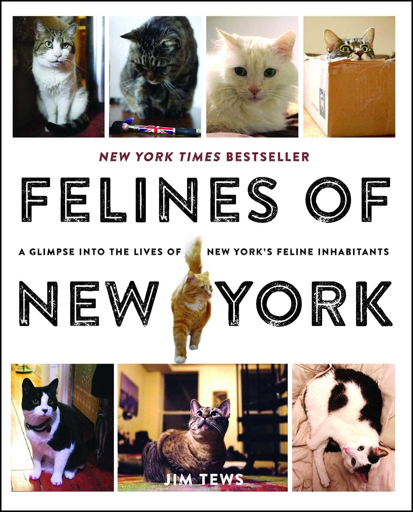 Felines of New York Humour & Satire