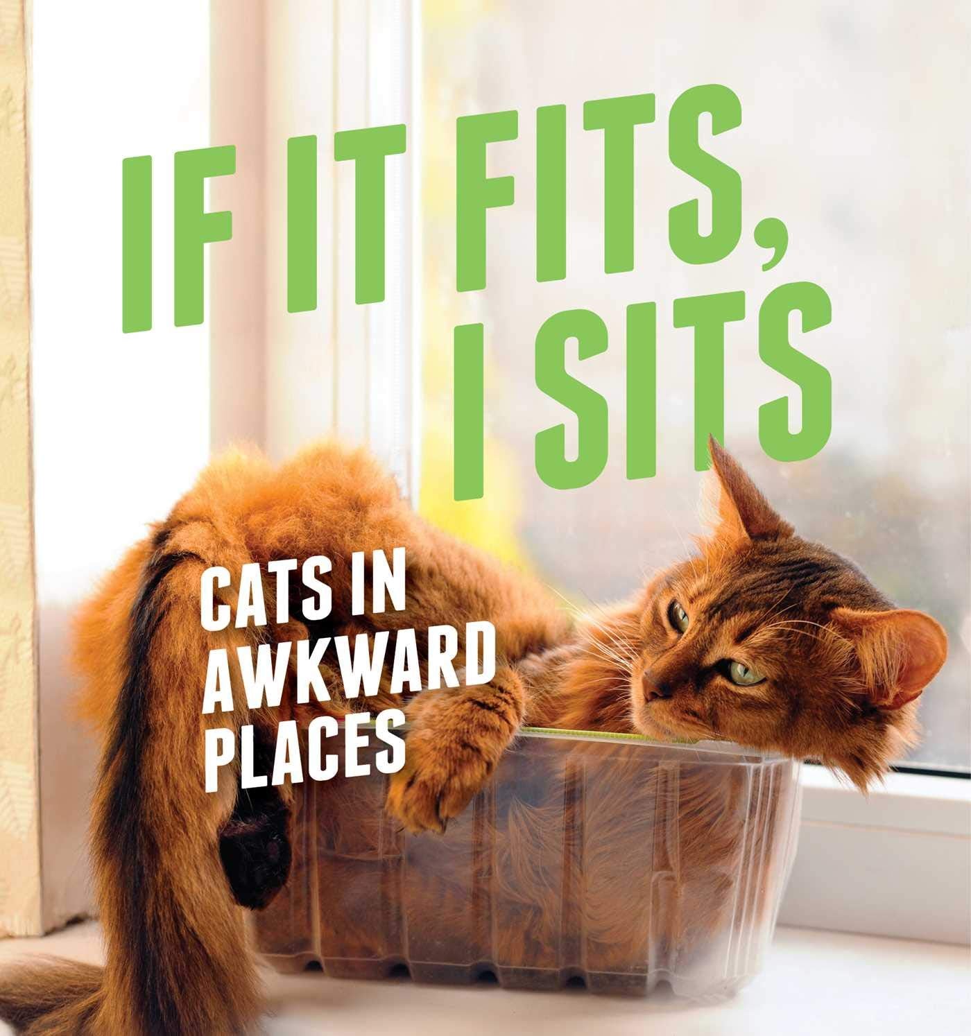If It Fits, I Sits: Cats in Awkward Places Humour & Satire