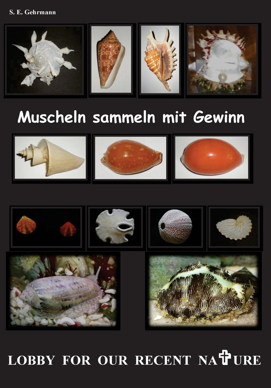 Muscheln sammeln mit Gewinn Mathematics