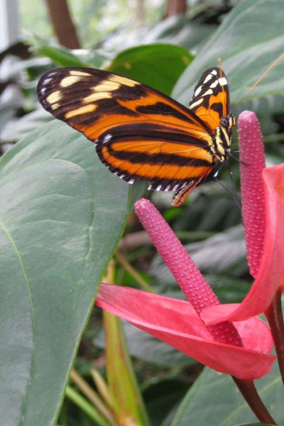 Mind Blowing Black And Orange Butterfly 200 page lined journal: 200 page lined journal book