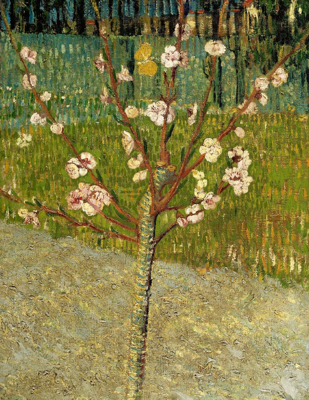 Almond tree in blossom, Vincent van Gogh. Ruled journal: 150 Lined / ruled pages, 8,5x11 inch (21.59 x 27.94 cm) Laminated Essays & Short Stories