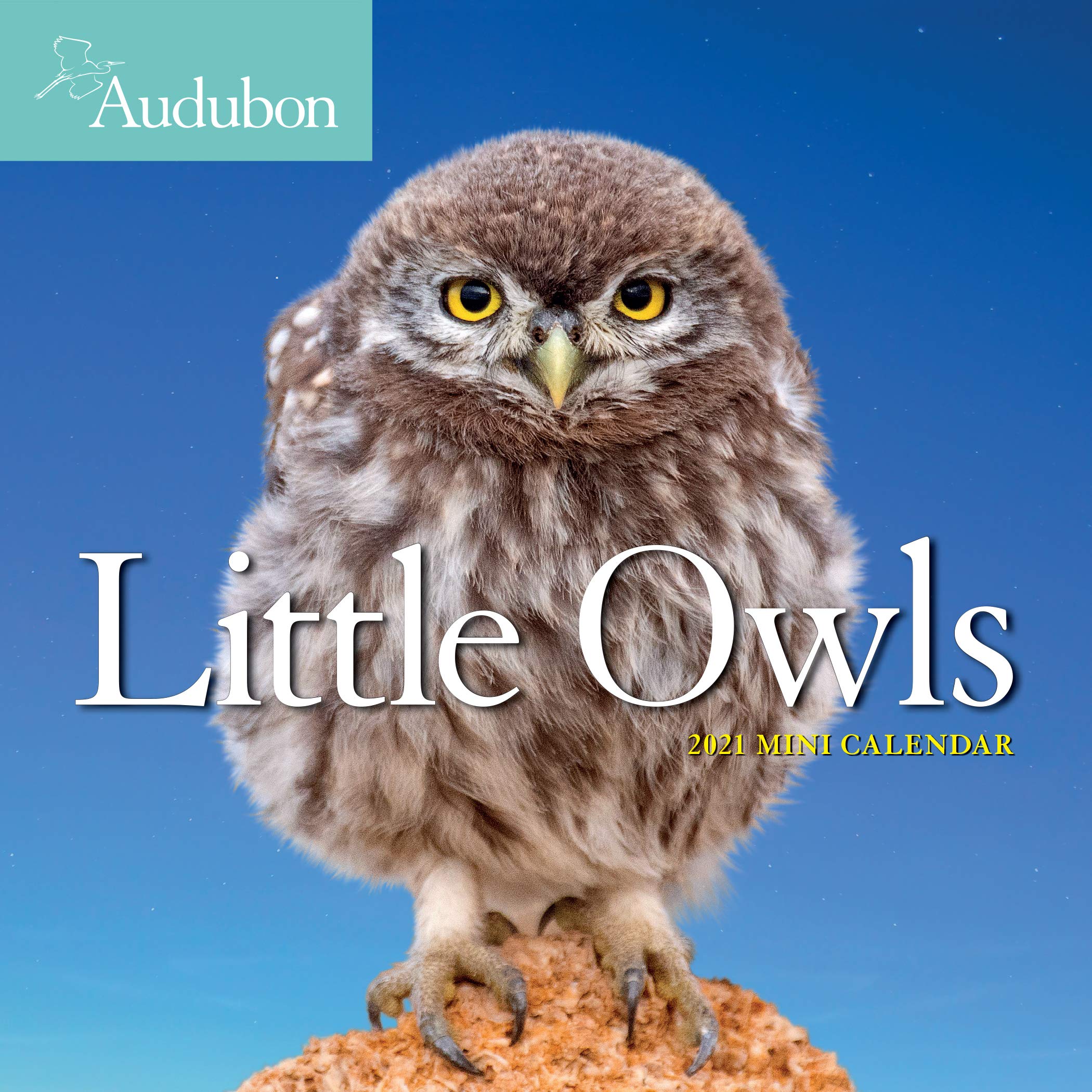 Audubon Little Owls 2021 Calendar Mathematics