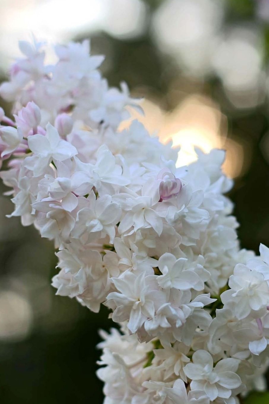 Product Image: Blooming White Lilac Journal