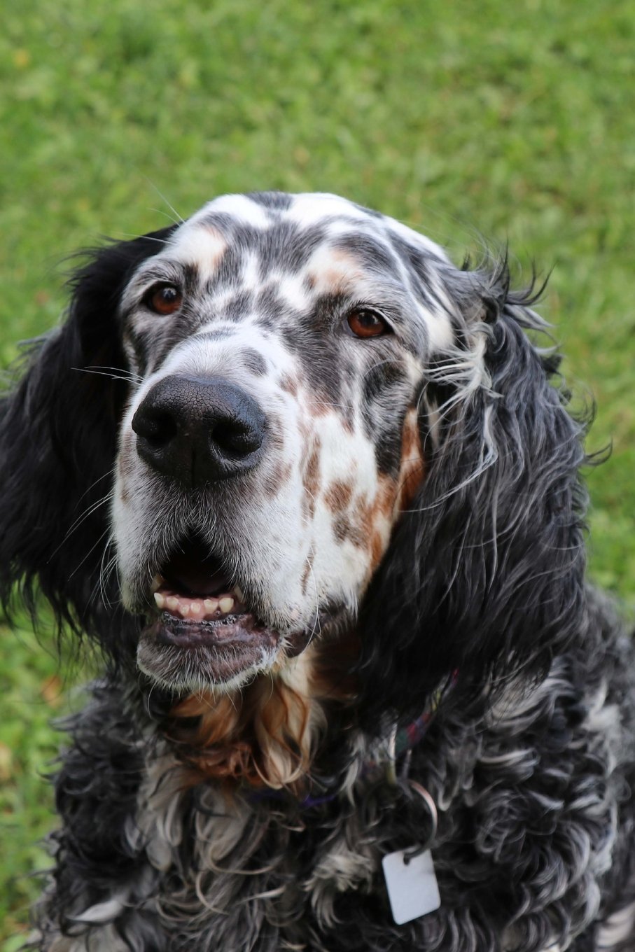 The English Setter Dog Journal: 150 page lined notebook/diary Pets