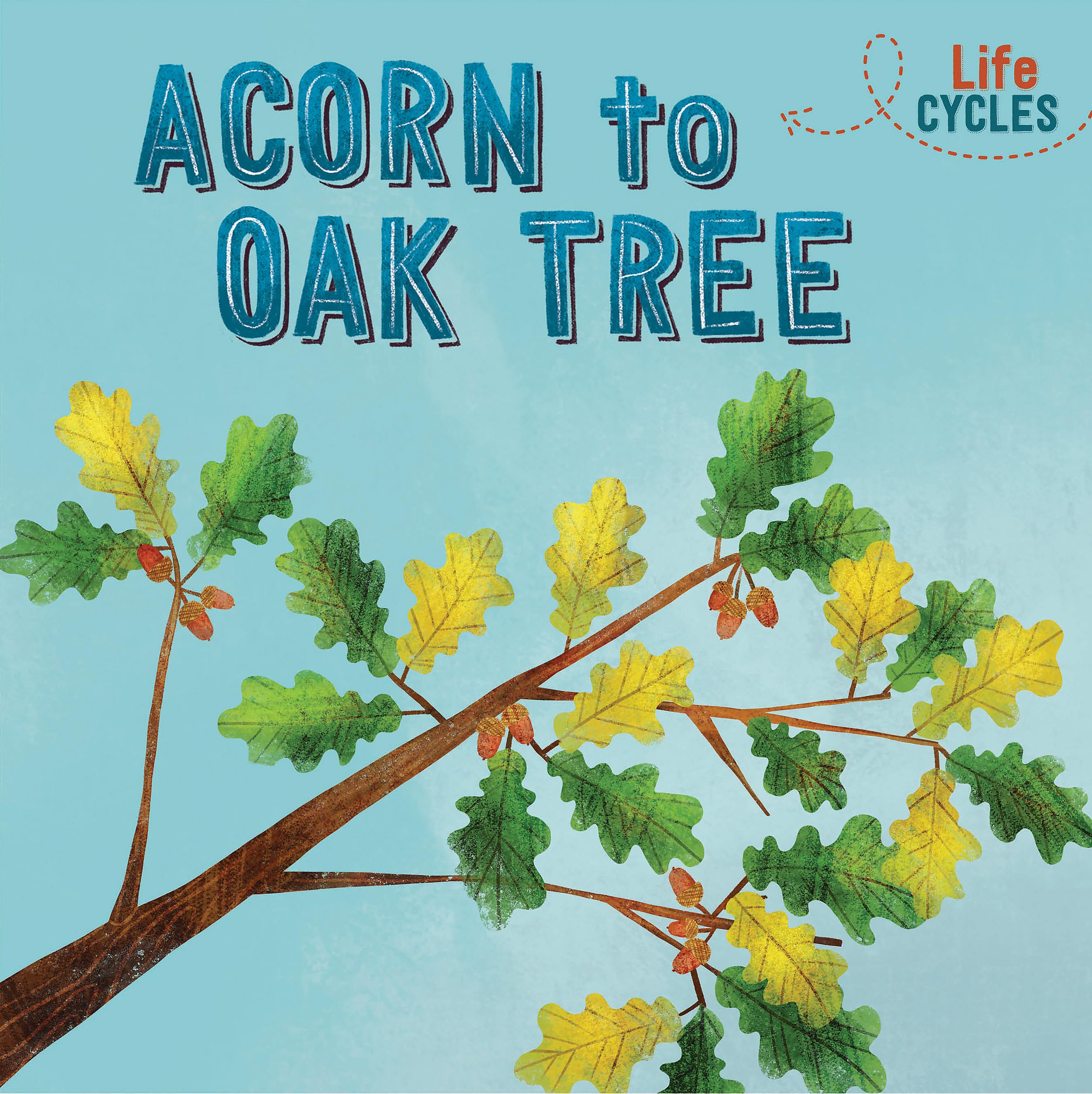 Life Cycles: Acorn to Oak Tree Non-fiction
