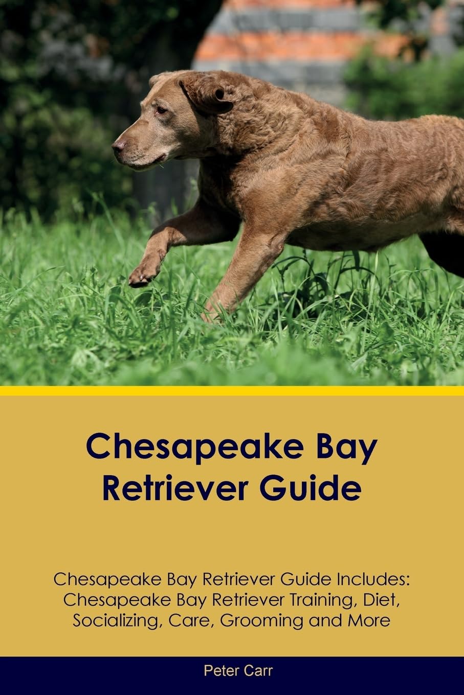 CHESAPEAKE BAY RETRIEVER GD CH: Chesapeake Bay Retriever Training, Diet, Socializing, Care, Grooming, Breeding and More Pets