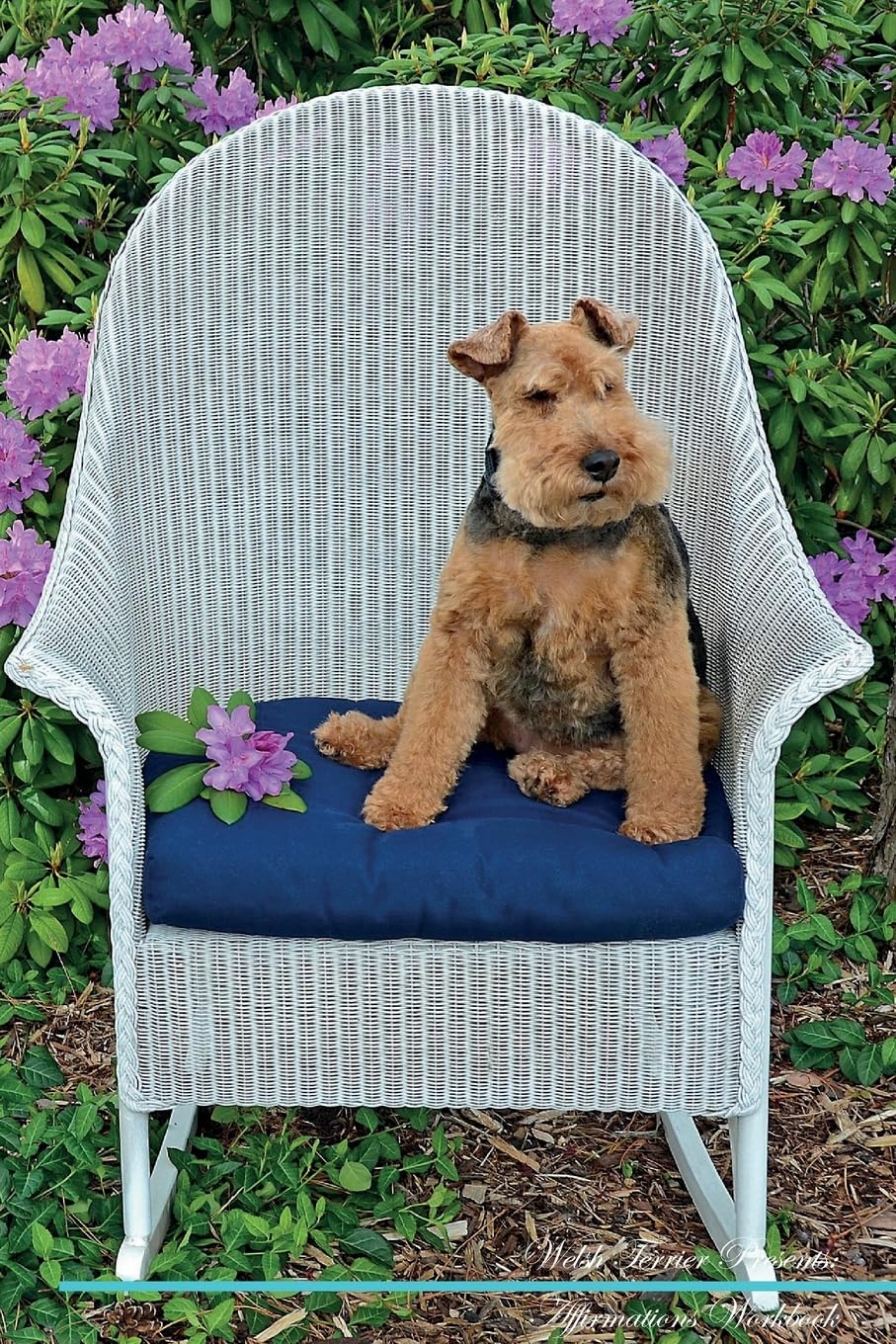Welsh Terrier Affirmations Workbook Welsh Terrier Presents: Positive and Loving Affirmations Workbook. Includes: Mentoring Questions, Guidance, Supporting You. book