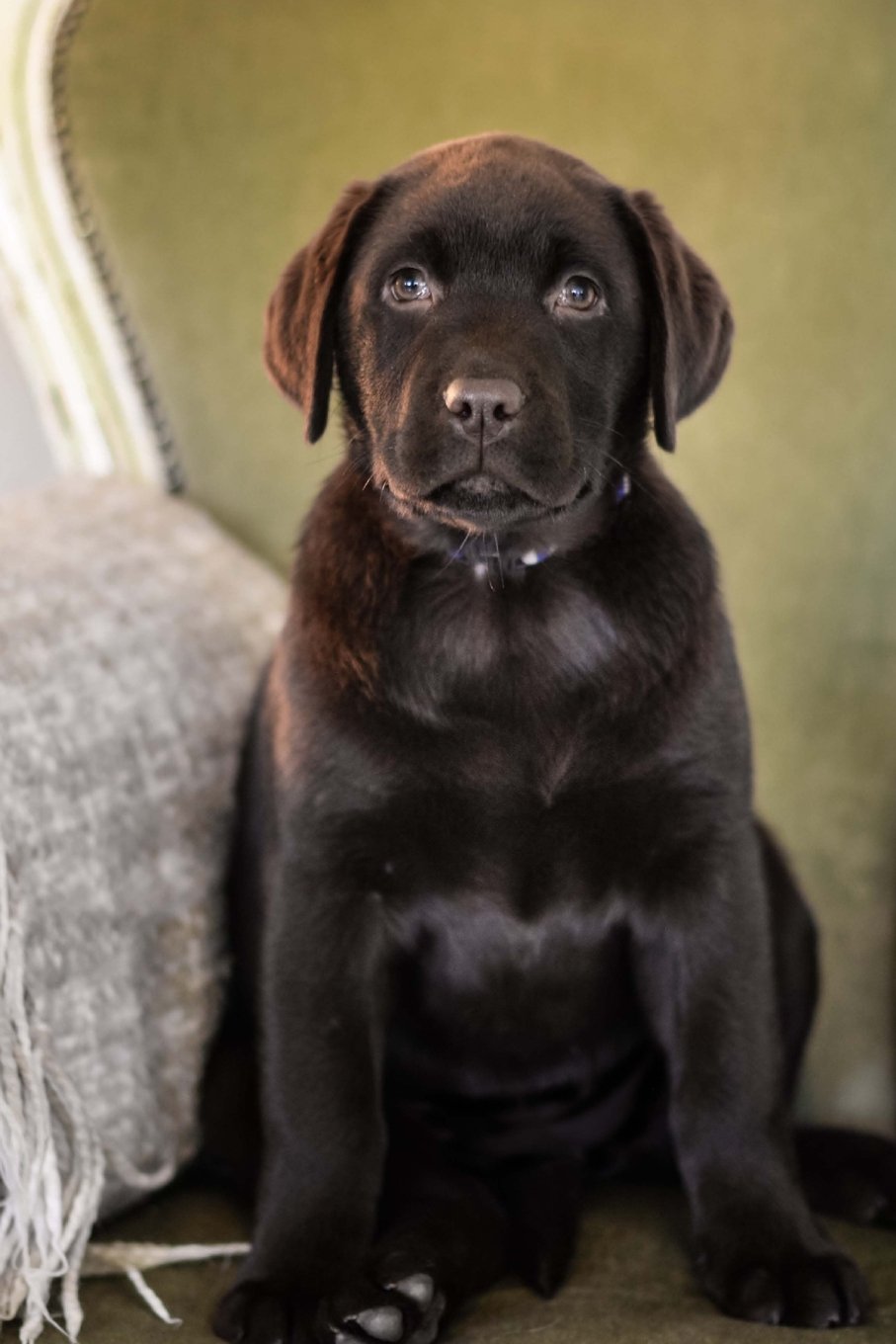 The Labrador Retriever Puppy Dog Journal: 150 page lined notebook/diary Pets