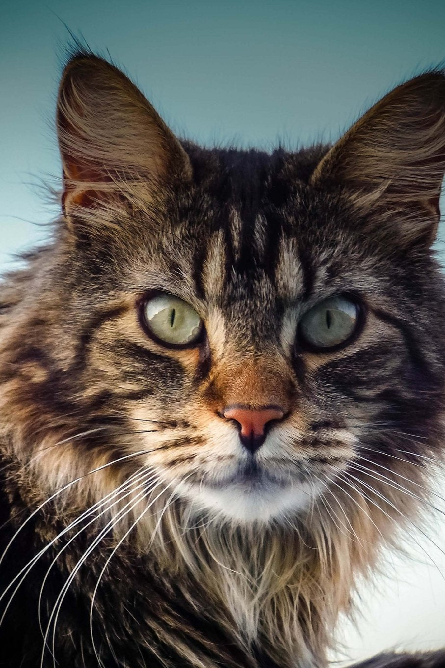 The Maine Coon Cat Journal "Know Your Place, Human. I Am Your Master.": 150 page lined notebook/diary Pets