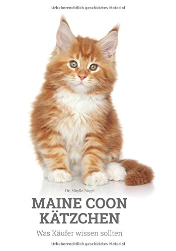 Maine Coon Kätzchen: Was Käufer wissen sollten Pets