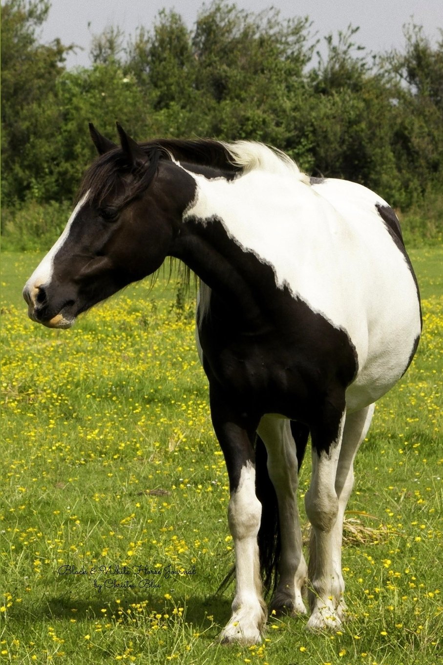 Product Image: Black & White Horse Journal: (Blank Book, Notebook, Diary)