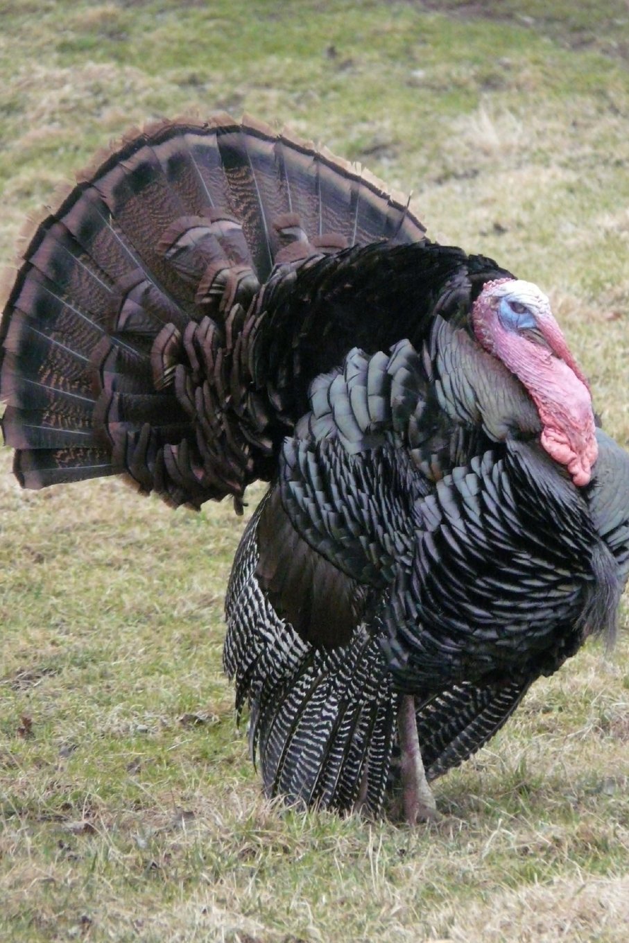 Product Image: Alabama State Game Bird - Wild Turkey Journal: 150 page lined notebook/diary