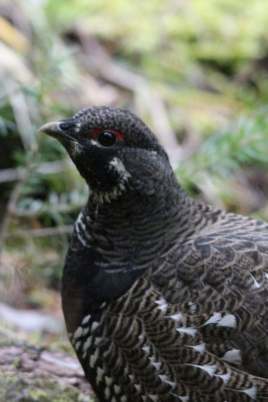 Product Image: Alaska State Bird - Willow Ptarmigan Journal: 150 page lined notebook/diary