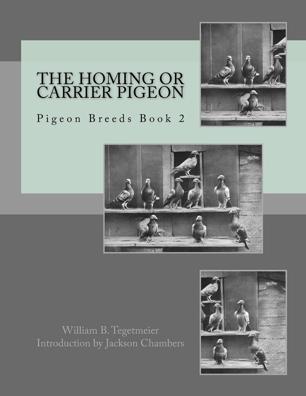 The Homing or Carrier Pigeon: Pigeon Breeds Book 2 Pets