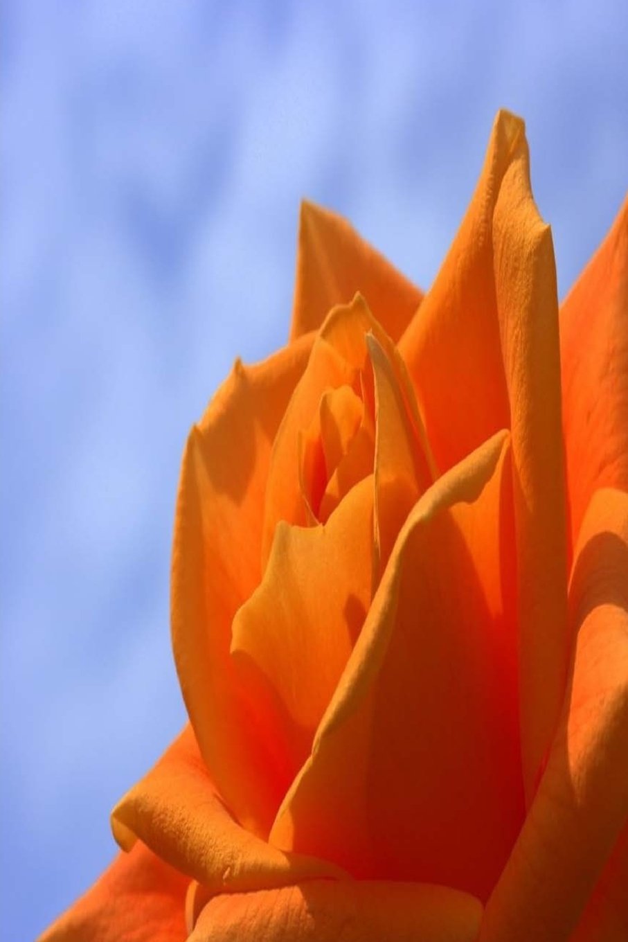 Product Image: My Journal: Orange Rose #1, Blank 150 Page Lined Diary / Journal / Notebook