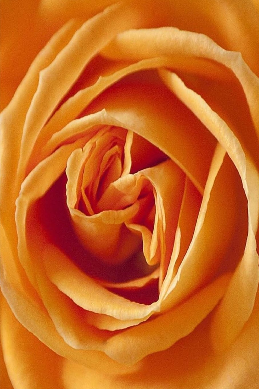 Product Image: My Journal: Blooming Orange Rose, Blank 150 Page Lined Diary / Journal / Notebook