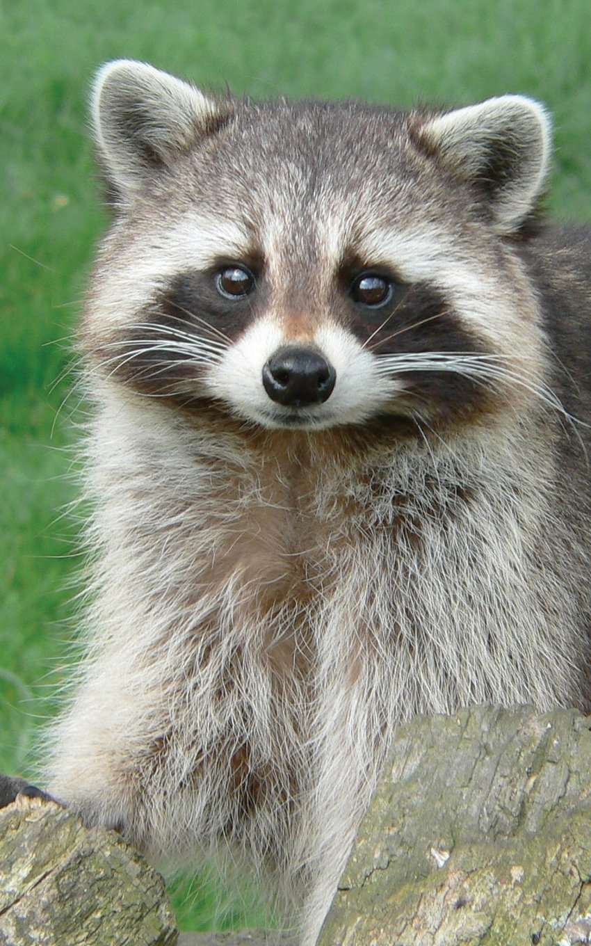 Cute Racoon Journal: 120 Page, 5x8, Lined Journal Notebook Cute Animals Self-help