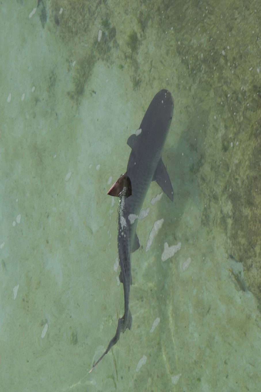 Caribbean Reef Shark Journal: 150 page lined notebook/diary Mathematics