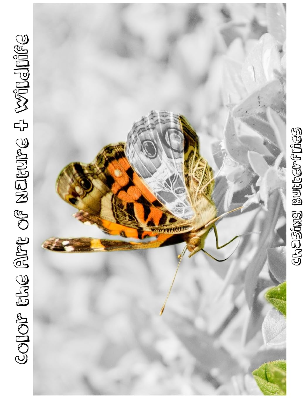 Chasing Butterflies: Color the Art of Nature + Wildlife Film, Art & Culture