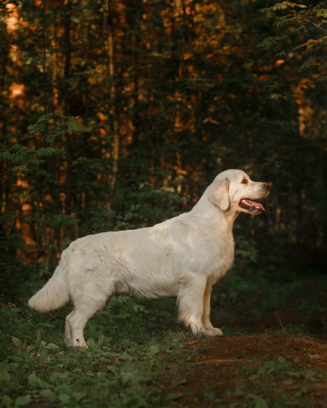 Golden Retriever: Artified Pets Journal/Notebook/Diary, 8" by 10" and 140 Pages Self-help