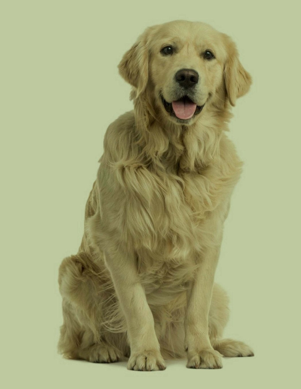 Golden Retriever: Artified Pets Journal/Notebook/Diary, 8.5" by 11" and 140 Pages Self-help