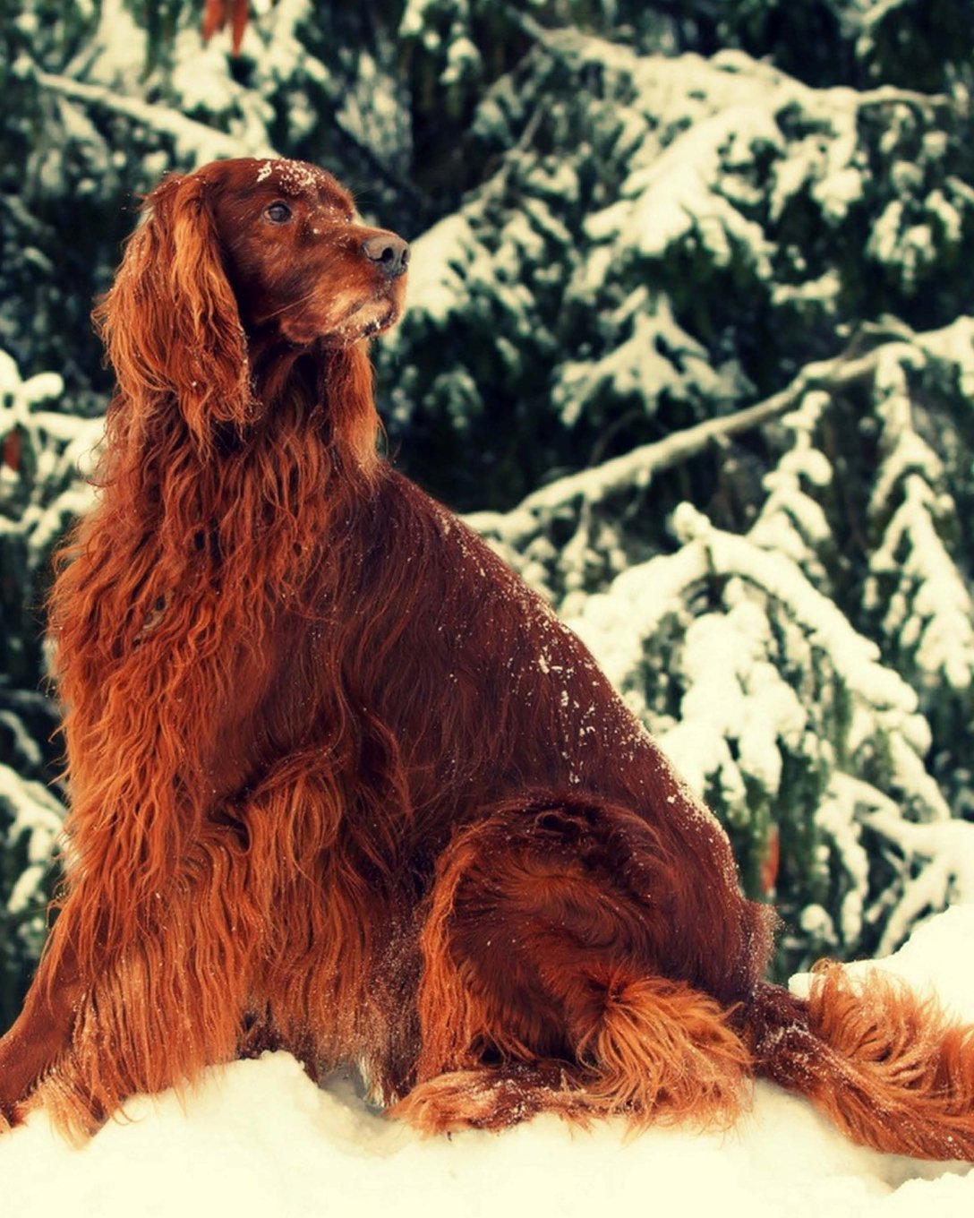 Irish Setter: Artified Pets Dog Journal/Notebook/Diary (Artified Pets Irish Setter) Self-help