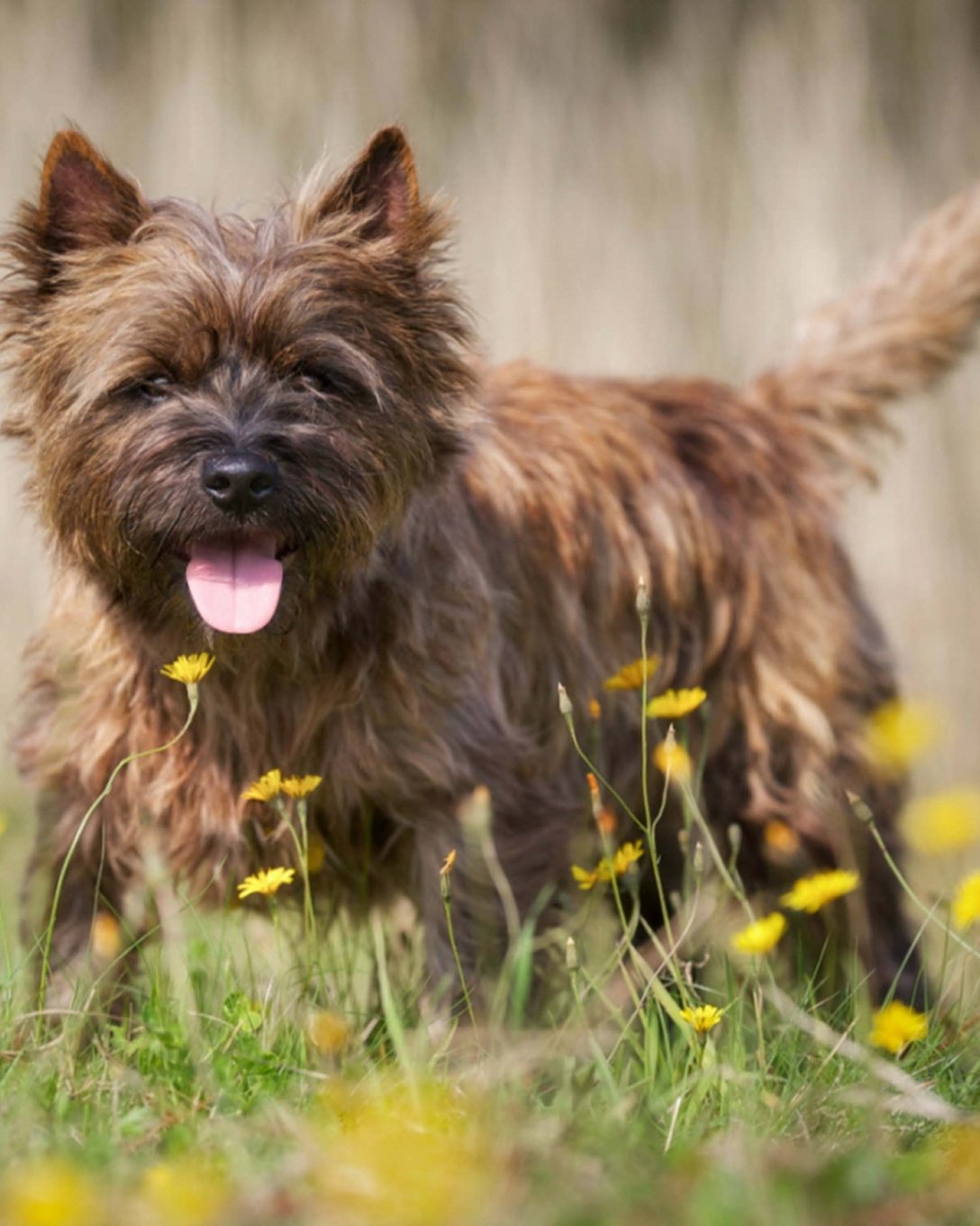 Cairn Terrier: Artified Pets Journal/Notebook/Diary, 8" by 10" and 160 Pages (Artified Pets/Dog) Self-help