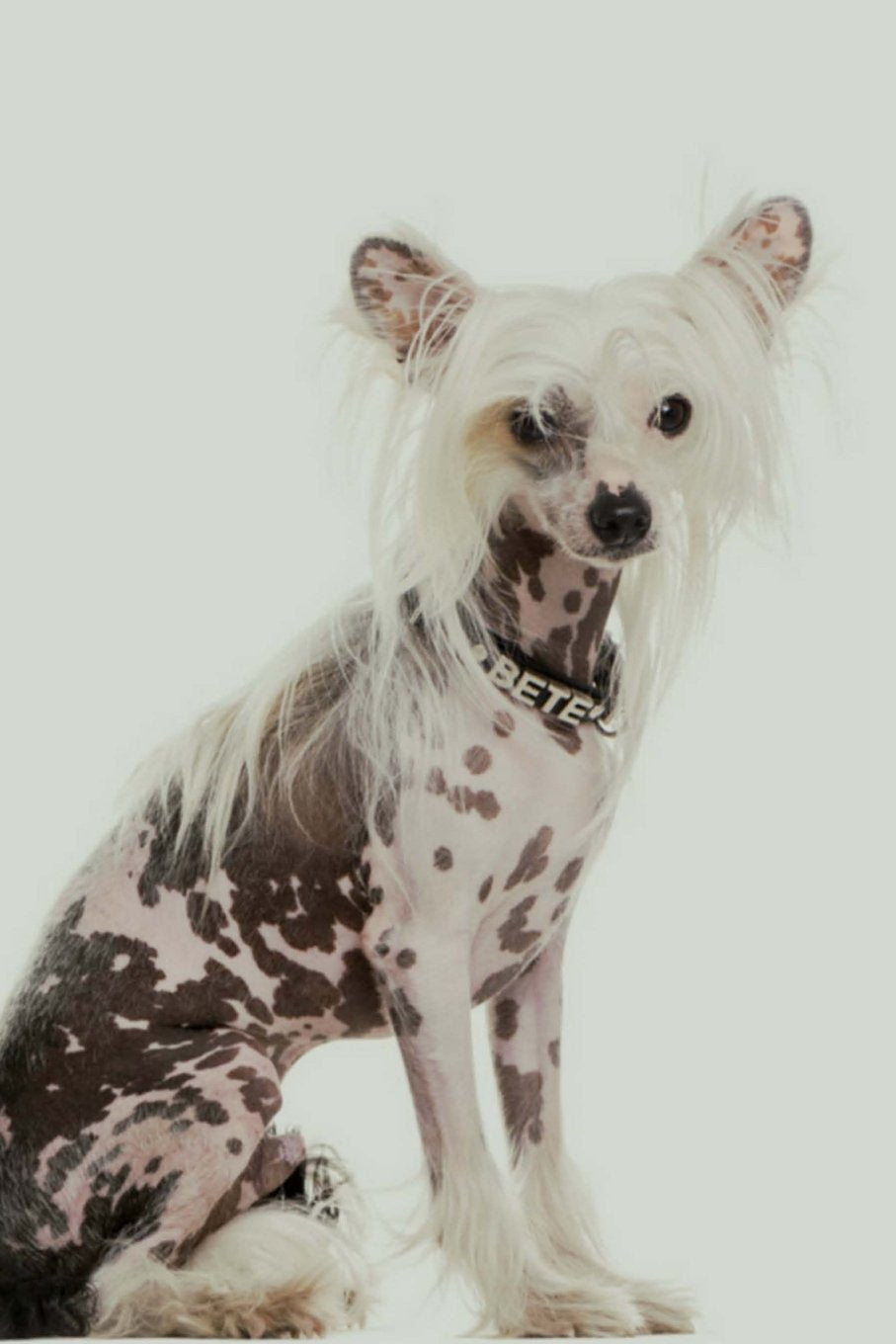 Chinese Crested: Artified Pets Journal/Notebook/Diary, 6" by 9" and 160 Pages with Wrap Around Cover (Artified Pets/Dog) Self-help