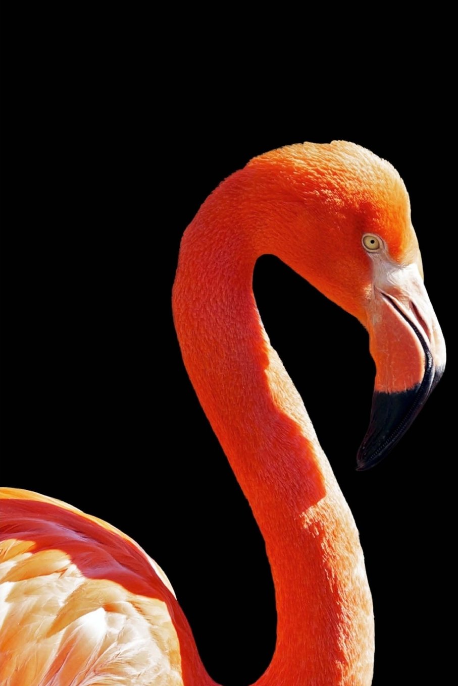 Product Image: Flamingo Journal