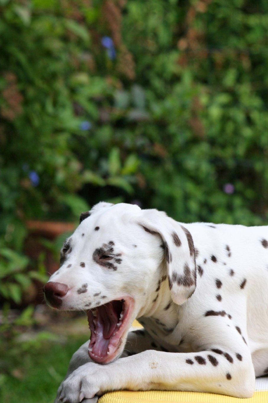 Product Image: Cute Dalmation Journal