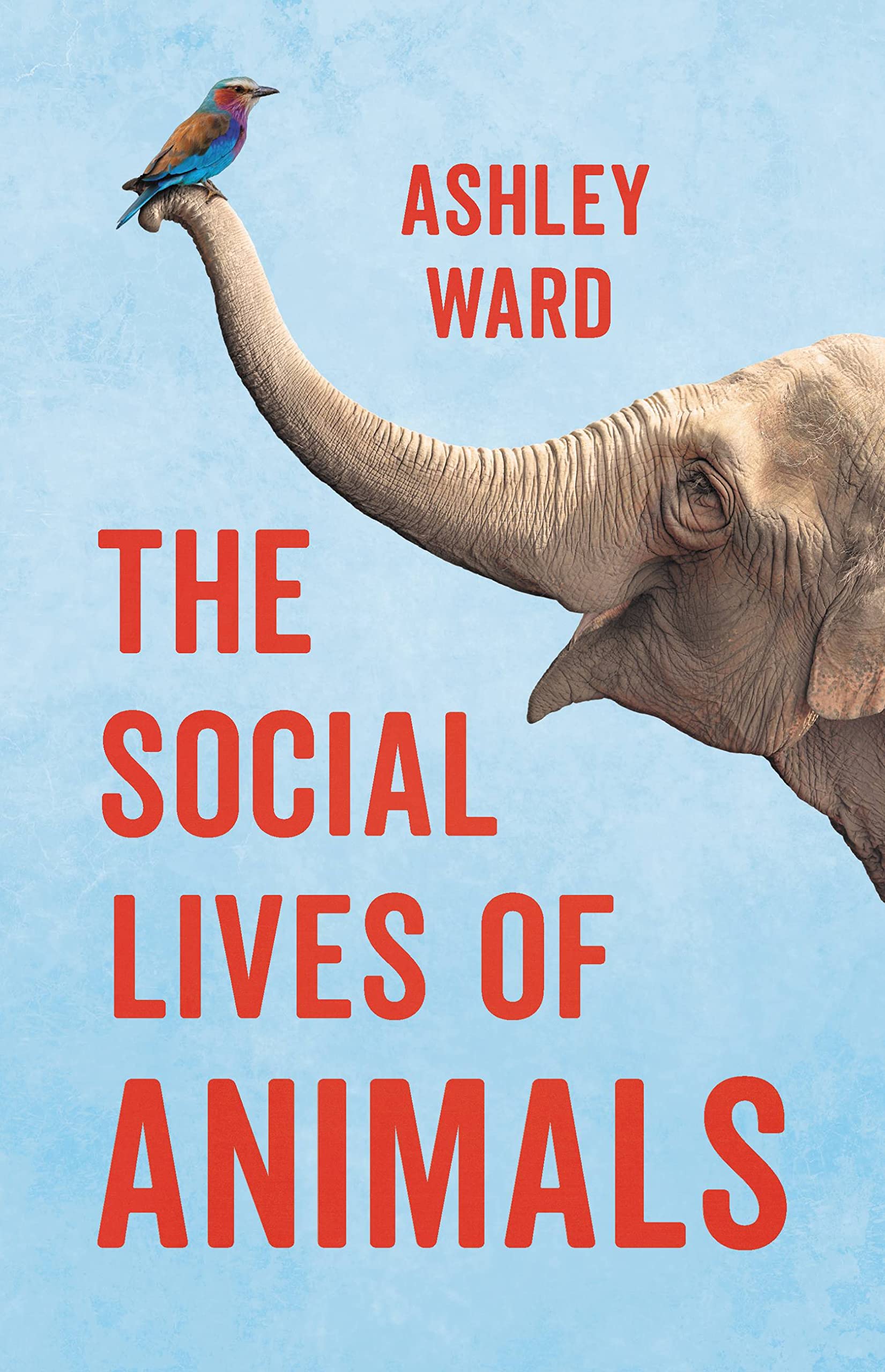 The Social Lives of Animals Mathematics