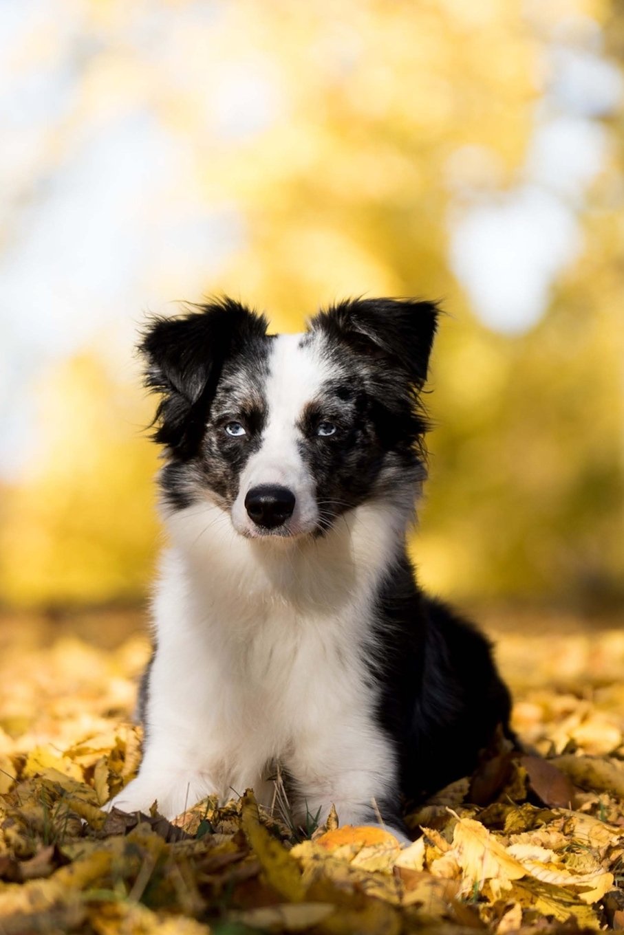 Such a Cute Australian Shepherd Puppy Dog Journal: 150 Page Lined Notebook/Diary Pets