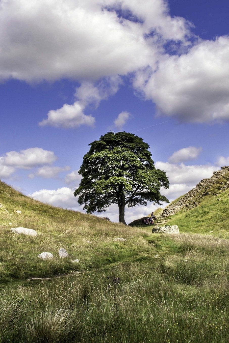 Sycamore Gap in Northumberland England Journal: 150 Page Lined Notebook/Diary Mathematics