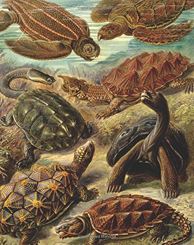 Vintage Turtle Animal Nature Illustration Journal: 160 Page Softcover Journal, 4 Squares per Inch Graph Paper, 8"x10" Blank Book, for Girls, Boys, ... Journaling, Office Work, Notes and School Mathematics