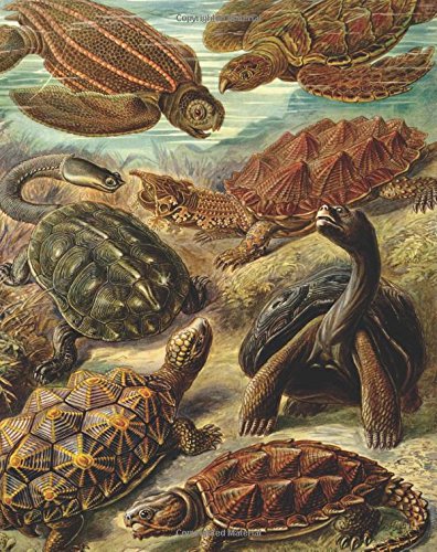 Vintage Turtles Animal Nature Illustration Journal: 8” x 10” Bullet Journal - Blank Notebook, 1/4 inch Dot Grid with 160 Pages, Sturdy Matte Softcover ... Paper, Perfect Bound, Travel Size Diary Book Mathematics