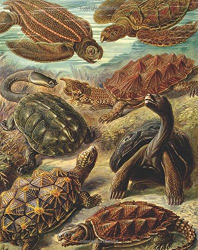 Vintage Turtles Animal Nature Illustration Journal: 160 Page Softcover Journal, College Ruled Composition Notebook, 8"x10" Blank Lined Diary book for ... Journaling, Office Work, Notes and School Mathematics