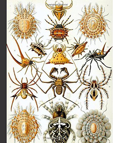 Vintage Spider Nature Illustration Journal: 160 Page Softcover Journal, 4 Squares per Inch Graph Paper, 8"x10" Blank Book, for Girls, Boys, Teens, ... Journaling, Office Work, Notes and School Mathematics