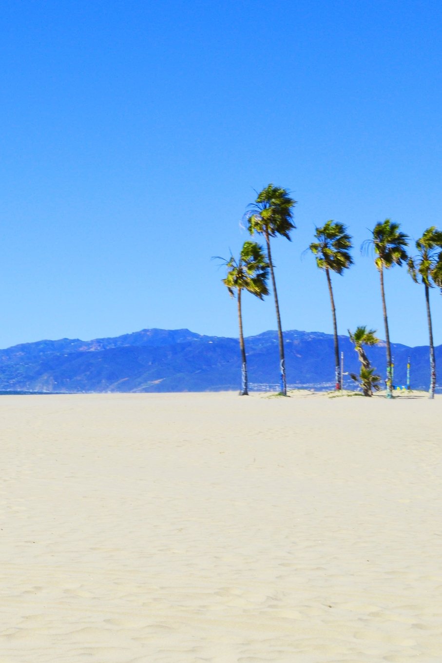 Journal: Palm Trees on Venice Beach, Professional Photograph, 6x9, 150 Blank Sheets Essays & Short Stories