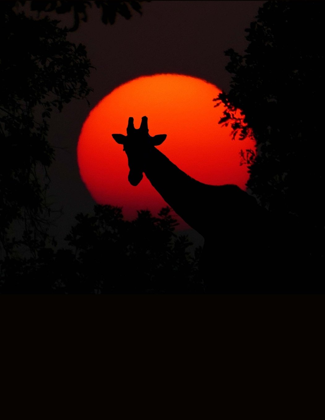 Giraffe in an Africa Sunset Journal: 150 page lined notebook/diary 8.5 X 11 inches Mathematics