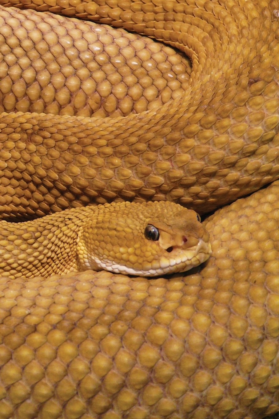 Basilisk Rattlesnake Notebook: Blank Journal Diary Log (Wildlife 150 Lined, Band 39) Mathematics